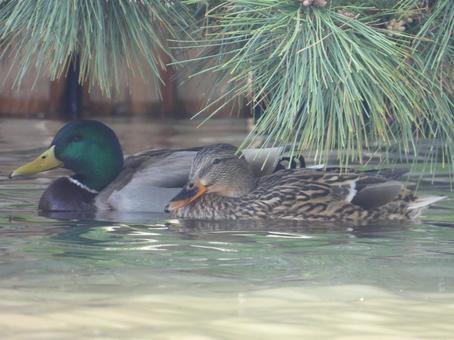 水辺で寄り添うマガモのペア 水辺で寄り添うマガモのペア マガモ,カモ,野鳥の写真素材