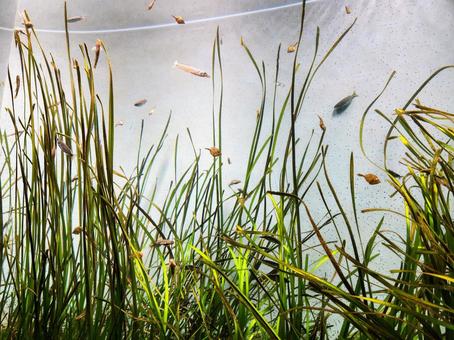 淡水魚1 淡水魚1 水生生物,小魚,アクアリウムの写真素材