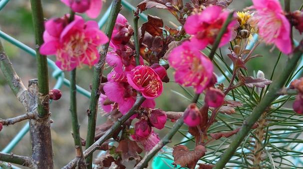 梅の花 梅の花の写真