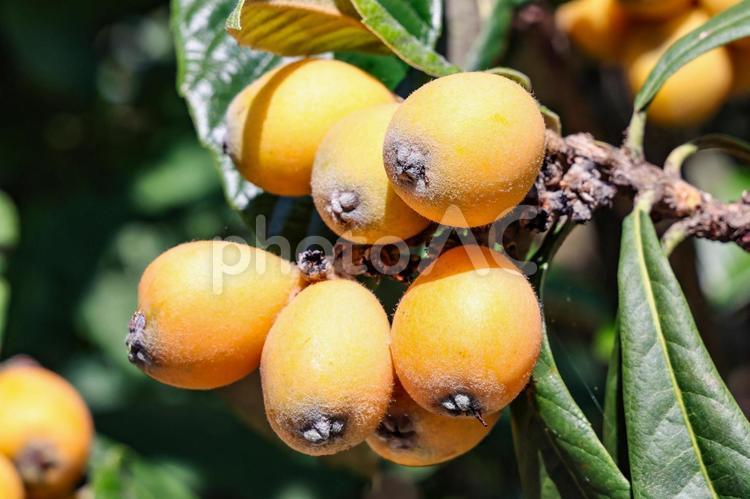 ビワの実　クローズアップ びわ,ビワ,枇杷の写真素材