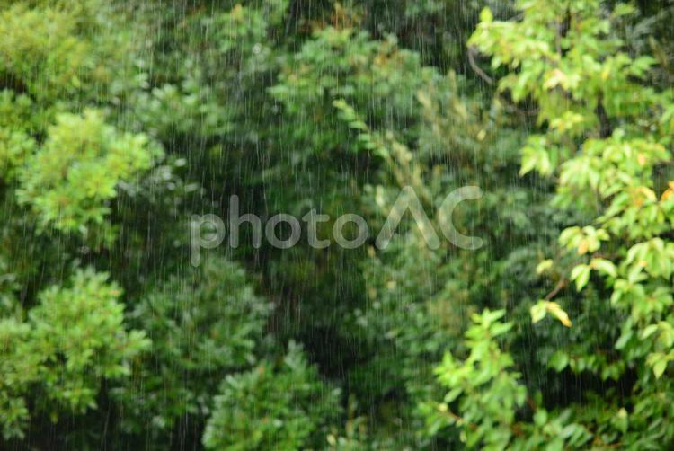 雨粒(多め) 雨,あめ,自然の写真素材
