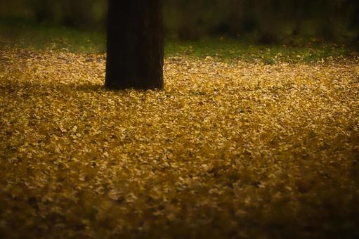 日の当たる場所へ 紅葉,秋,葉の写真素材