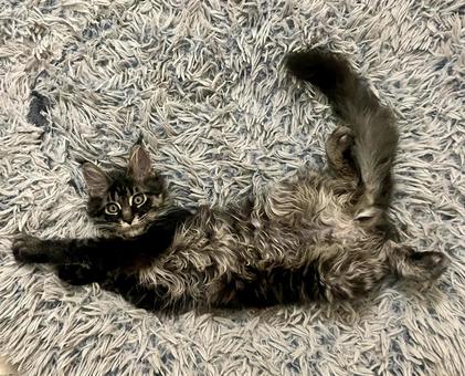 おなかを見せて寝そべる猫 おなかを見せて寝そべる猫 猫,子猫,おなかの写真素材