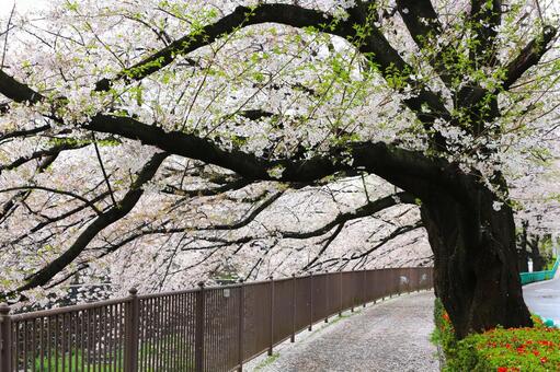 サクラ満開2(東京都・町田市内にて) サクラ,ソメイヨシノ,満開の写真素材