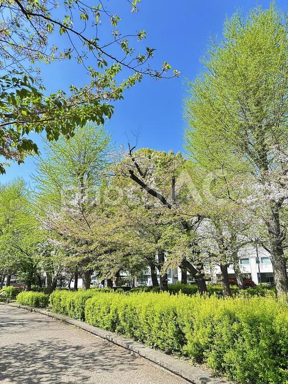 不忍池　上野公園　東京都台東区 不忍池,上野恩賜公園,弁天島の写真素材
