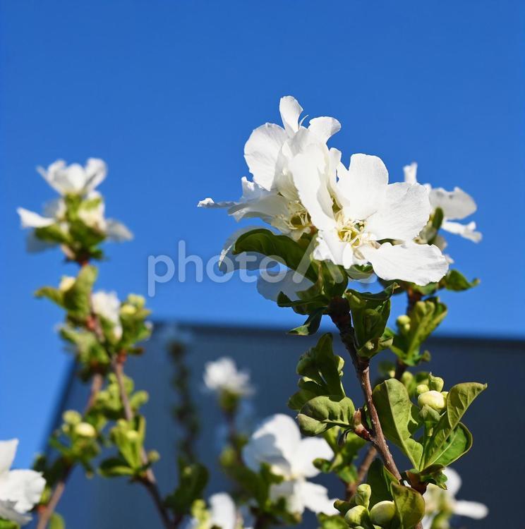 梅　梅の花　花　植物 梅,梅の花,花の写真素材