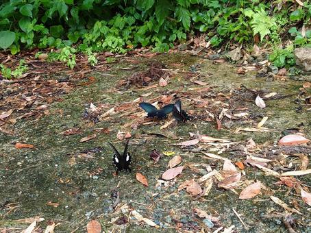 アゲハチョウ、カラスアゲハ② 夏,蝶,アゲハチョウの写真素材