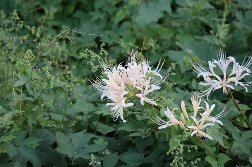 野生に咲く白い花びらの曼殊沙華の花 野生に咲く白い花びらの曼殊沙華の花の写真