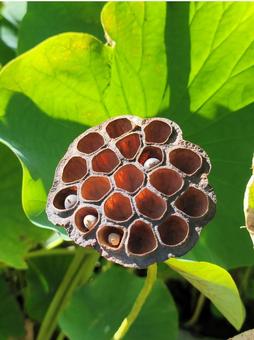 ハスの実の脱け殻 蓮,ハスの実,蓮の脱け殻の写真素材