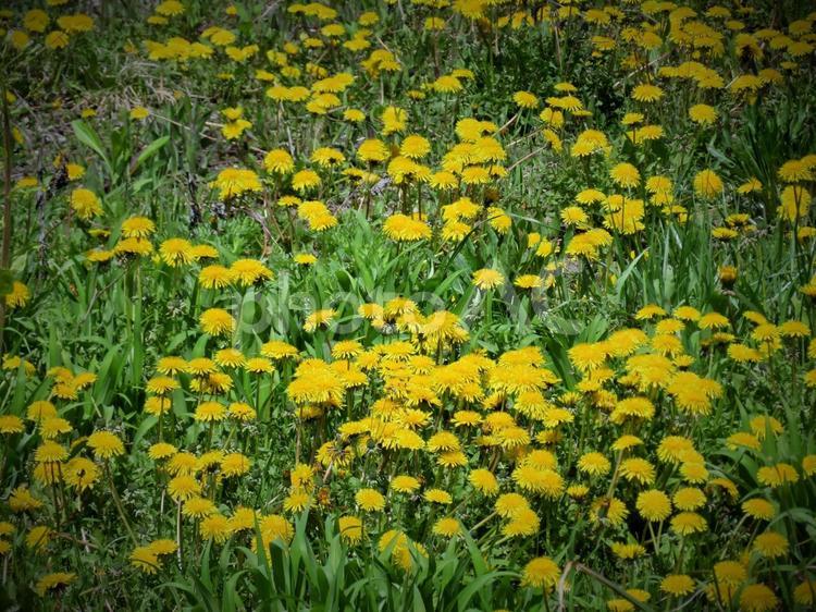 たくさん咲いたたんぽぽ タンポポ,花,黄の写真素材
