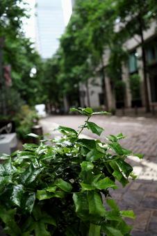 街路樹の緑と白い花の写真