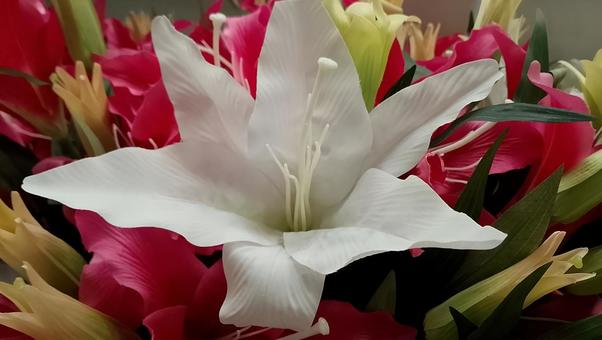 白いユリの花 背景用 百合 白いユリの花 背景用 百合 百合,ユリ,花の写真素材