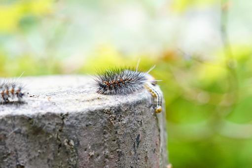 黒い毛虫の昆虫写真 黒い毛虫の昆虫写真の写真