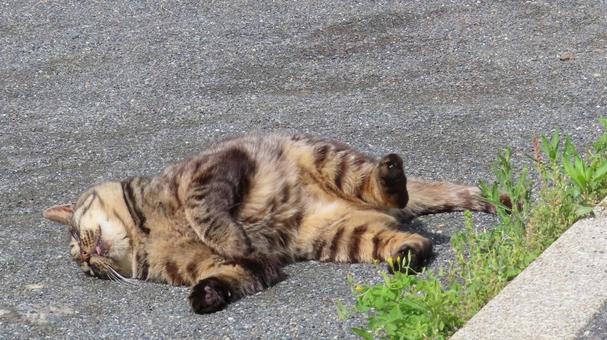 肉球をチラ見せするもふもふ力が圧倒的な猫 猫,キジトラ,寝転ぶの写真素材