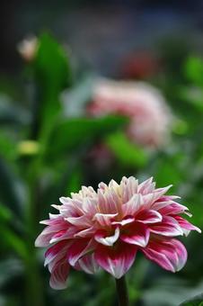 色鮮やかな大輪 色鮮やかな大輪 ダリア,花,キク科の植物の写真素材