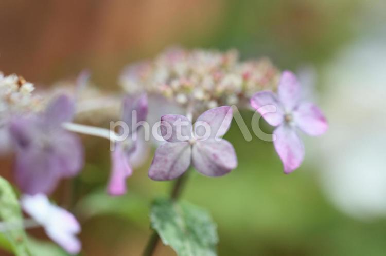 ガクアジサイ紫色八重咲き あじさい,紫陽花,アジサイの写真素材