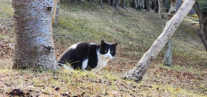 お猫様 お猫様 猫,ねこ,キャットの写真素材