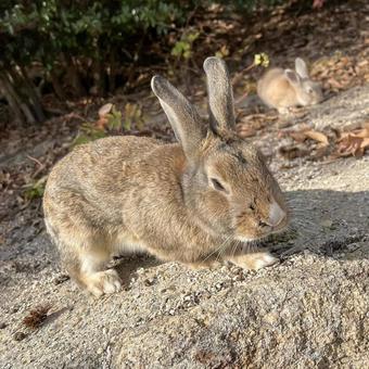 rabbit, JPG