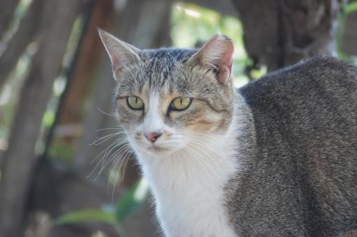 ねこ にゃんこ,可愛い,野良猫の写真素材