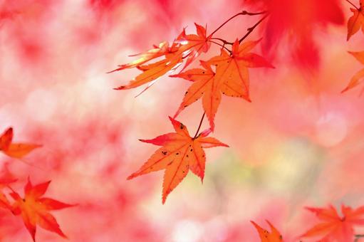 紅葉したもみじの葉 そのまんま公園,小高い丘,紅葉の写真素材