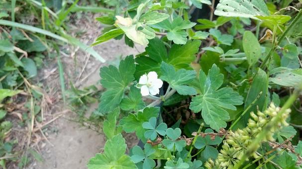 フウロソウ属の植物は区別が難しい フウロソウ属の植物は区別が難しいの写真