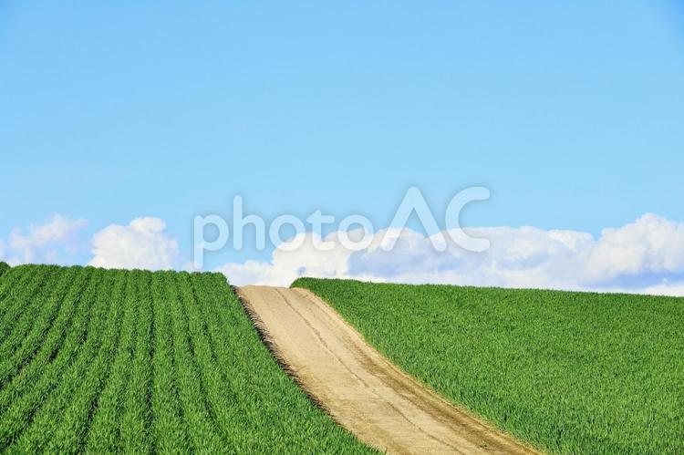 爽やかな風が吹く夏の道 爽やか,夏,夏の北海道の写真素材