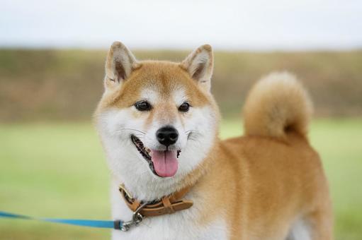 柴犬 犬,柴犬,和犬の写真素材