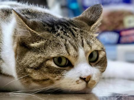 Cat relaxing with squid ears, cat, cat, kisishiro, JPG