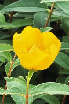 黄色い花 黄色い花,花,黄色の写真素材