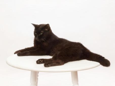 Photo, black, cat,, table, 