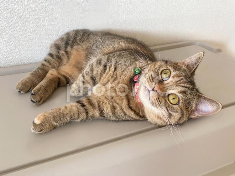 猫-横たわる 猫,ねこ,キャットの写真素材