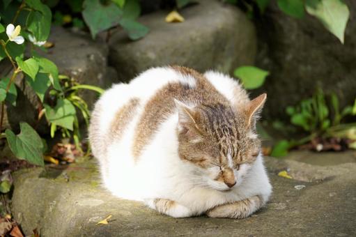 気持ちよさそうに眠る猫 気持ちよさそうに眠る猫 日光浴,日向ぼっこ,座るの写真素材