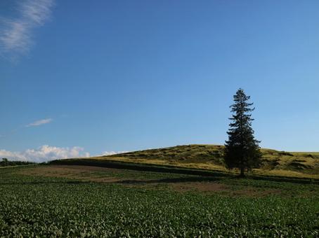クリスマスツリーの木の写真