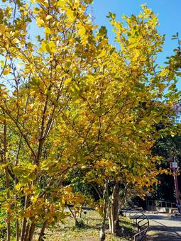 公園 福岡,公園,秋の写真素材