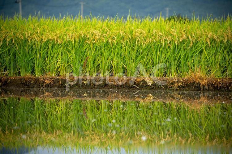 水鏡に映る首を垂れる稲穂 稲穂,米,水鏡の写真素材