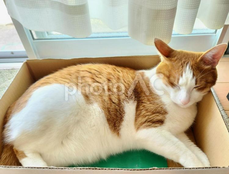 箱の中でお昼寝する茶トラネコ ねこ,ネコ,動物の写真素材