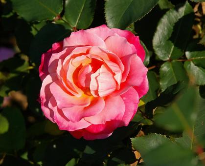 バラ プリンセス・チチブ バラ プリンセス・チチブ バラ,プリンセス,チチブの写真素材