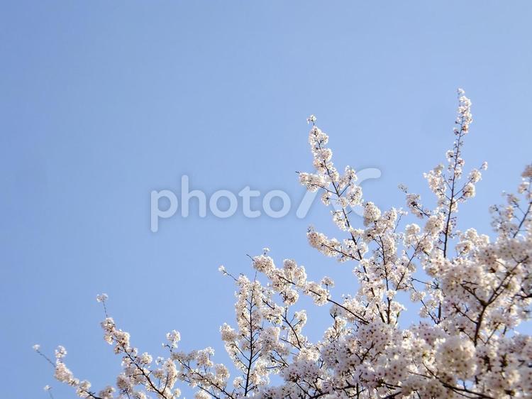 ＜春イメージ＞桜の花 桜,満開,春のイメージの写真素材