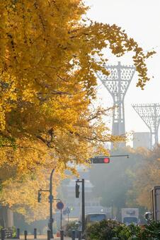 日本大通りのイチョウ並木と横浜スタジアム イチョウ,銀杏並木,紅葉の写真素材