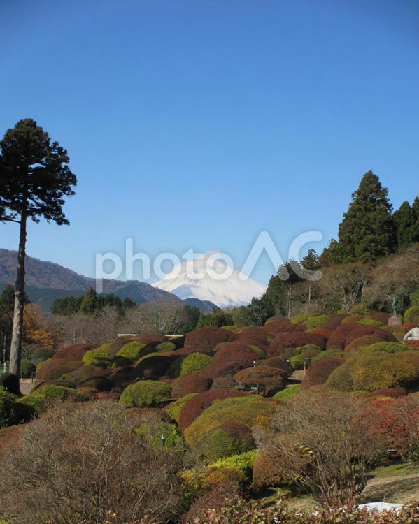 富士山　箱根離宮跡 富士山,元箱根,恩賜箱根公園の写真素材