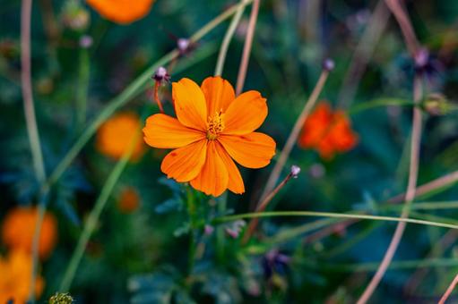 秋を彩るオレンジ色のコスモス 秋を彩るオレンジ色のコスモス コスモス,オレンジ,花の写真素材