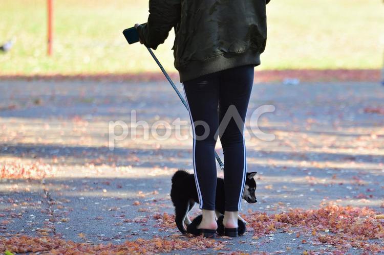 子犬の散歩中の女性 子犬,散歩,女性の写真素材