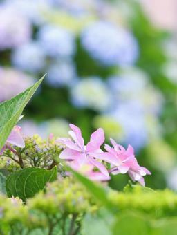 Hydrangea, JPG Hydrangea, JPG