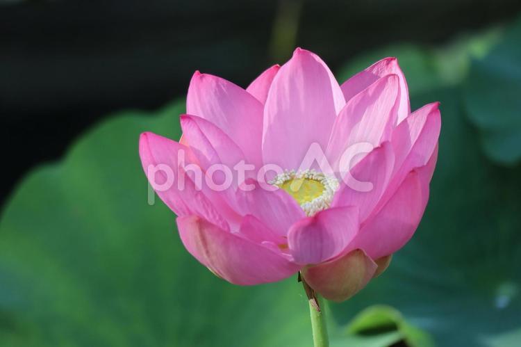 ピンクの花びらの蓮の花のアップ ピンク,花びら,蓮の写真素材