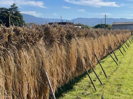 はさかけ　稲　刈り取り　乾燥　天日干し はさかけ,稲,刈り取りの写真素材