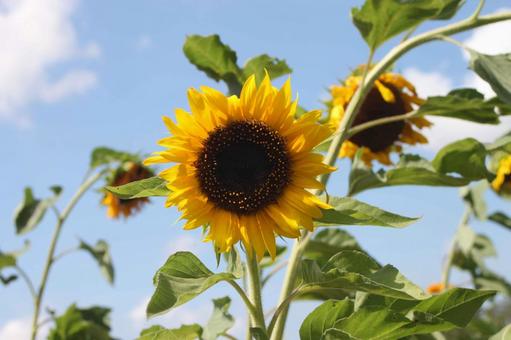 太陽に向かうひまわり 太陽に向かうひまわり ひまわり,夏,青空の写真素材