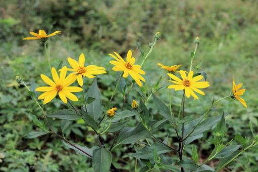 キクイモ キクイモ キクイモ,花,黄色い花の写真素材