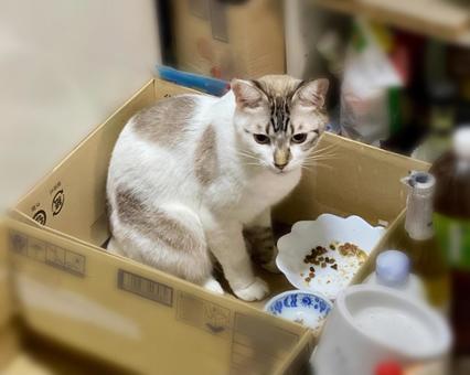 餌を待つシャムミックス猫様 餌を待つシャムミックス猫様 猫,エサ,餌待ちの写真素材