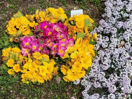 春の花 春の花の写真