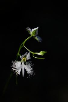 サギソウ 36 鷺草,サギラン,花の写真素材